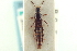  ( - CNC COLEO 00251768)  @11 [ ] CreativeCommons - Attribution (2014) CBG Photography Group Centre for Biodiversity Genomics