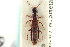  ( - CNC COLEO 00251771)  @11 [ ] CreativeCommons - Attribution (2014) CBG Photography Group Centre for Biodiversity Genomics