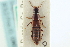  ( - CNC COLEO 00251772)  @11 [ ] CreativeCommons - Attribution (2014) CBG Photography Group Centre for Biodiversity Genomics
