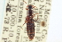  ( - CNC COLEO 00251773)  @11 [ ] CreativeCommons - Attribution (2014) CBG Photography Group Centre for Biodiversity Genomics