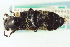  ( - CNC COLEO 00251776)  @11 [ ] CreativeCommons - Attribution (2014) CBG Photography Group Centre for Biodiversity Genomics