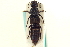  ( - CNC COLEO 00251823)  @11 [ ] CreativeCommons - Attribution (2014) CBG Photography Group Centre for Biodiversity Genomics