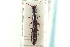  (Xantholinus longiventris - CNC COLEO 00251934)  @14 [ ] CreativeCommons - Attribution (2014) CBG Photography Group Centre for Biodiversity Genomics
