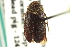  ( - CNC COLEO 00251983)  @11 [ ] CreativeCommons - Attribution (2014) CBG Photography Group Centre for Biodiversity Genomics