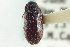  (Megatoma cylindrica - CNC COLEO 00252036)  @13 [ ] CreativeCommons - Attribution (2014) CBG Photography Group Centre for Biodiversity Genomics