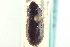  (Tenebroides - CNC COLEO 00252182)  @14 [ ] CreativeCommons - Attribution (2014) CBG Photography Group Centre for Biodiversity Genomics