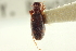  (Anthicus cervinus - CNC COLEO 00252246)  @14 [ ] CreativeCommons - Attribution (2014) CBG Photography Group Centre for Biodiversity Genomics