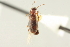  ( - CNC COLEO 00252248)  @13 [ ] CreativeCommons - Attribution (2014) CBG Photography Group Centre for Biodiversity Genomics