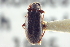  ( - CNC COLEO 00252322)  @11 [ ] CreativeCommons - Attribution (2014) CBG Photography Group Centre for Biodiversity Genomics