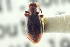  (Sapintus lemniscatus - CNC COLEO 00252327)  @13 [ ] CreativeCommons - Attribution (2014) CBG Photography Group Centre for Biodiversity Genomics