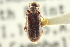  ( - CNC COLEO 00252331)  @11 [ ] CreativeCommons - Attribution (2014) CBG Photography Group Centre for Biodiversity Genomics
