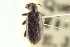  ( - CNC COLEO 00252332)  @11 [ ] CreativeCommons - Attribution (2014) CBG Photography Group Centre for Biodiversity Genomics