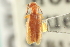  (Sapintus pusillus - CNC COLEO 00252333)  @13 [ ] CreativeCommons - Attribution (2014) CBG Photography Group Centre for Biodiversity Genomics