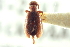  ( - CNC COLEO 00252335)  @11 [ ] CreativeCommons - Attribution (2014) CBG Photography Group Centre for Biodiversity Genomics