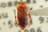  ( - CNC COLEO 00252349)  @11 [ ] CreativeCommons - Attribution (2014) CBG Photography Group Centre for Biodiversity Genomics
