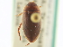  ( - CNC COLEO 00252379)  @11 [ ] CreativeCommons - Attribution (2014) CBG Photography Group Centre for Biodiversity Genomics