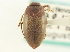  ( - CNC COLEO 00252403)  @13 [ ] CreativeCommons - Attribution (2014) CBG Photography Group Centre for Biodiversity Genomics