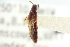  ( - CNC COLEO 00251338)  @11 [ ] CreativeCommons - Attribution (2014) CBG Photography Group Centre for Biodiversity Genomics