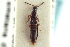  ( - CNC COLEO 00251339)  @11 [ ] CreativeCommons - Attribution (2014) CBG Photography Group Centre for Biodiversity Genomics