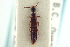  ( - CNC COLEO 00251340)  @11 [ ] CreativeCommons - Attribution (2014) CBG Photography Group Centre for Biodiversity Genomics