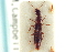 ( - CNC COLEO 00251343)  @11 [ ] CreativeCommons - Attribution (2014) CBG Photography Group Centre for Biodiversity Genomics