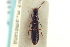  ( - CNC COLEO 00251500)  @11 [ ] CreativeCommons - Attribution (2014) CBG Photography Group Centre for Biodiversity Genomics