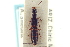  ( - CNC COLEO 00251501)  @12 [ ] CreativeCommons - Attribution (2014) CBG Photography Group Centre for Biodiversity Genomics