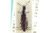  ( - CNC COLEO 00251519)  @11 [ ] CreativeCommons - Attribution (2014) CBG Photography Group Centre for Biodiversity Genomics