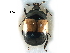  (Sphaeritidae - BIOUG32074-C08)  @11 [ ] CreativeCommons - Attribution (2017) CBG Photography Group Centre for Biodiversity Genomics