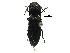  (Megapenthes tartareus - BIOUG32074-G08)  @13 [ ] CreativeCommons - Attribution (2017) CBG Photography Group Centre for Biodiversity Genomics