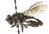  ( - CNC DIPTERA 102893)  @11 [ ] CreativeCommons - Attribution (2011) CNC/CBG Photography Group Centre for Biodiversity Genomics