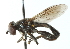  ( - CNC DIPTERA 102895)  @13 [ ] CreativeCommons - Attribution (2011) CNC/CBG Photography Group Centre for Biodiversity Genomics