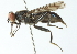  ( - CNC DIPTERA 102896)  @11 [ ] CreativeCommons - Attribution (2011) CNC/CBG Photography Group Centre for Biodiversity Genomics