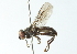  ( - CNC DIPTERA 102897)  @13 [ ] CreativeCommons - Attribution (2011) CNC/CBG Photography Group Centre for Biodiversity Genomics