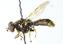  ( - CNC DIPTERA 102900)  @14 [ ] CreativeCommons - Attribution (2011) CNC/CBG Photography Group Centre for Biodiversity Genomics