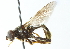  ( - CNC DIPTERA 102901)  @14 [ ] CreativeCommons - Attribution (2011) CNC/CBG Photography Group Centre for Biodiversity Genomics