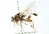  ( - CNC DIPTERA 102902)  @13 [ ] CreativeCommons - Attribution (2011) CNC/CBG Photography Group Centre for Biodiversity Genomics