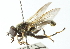  ( - CNC DIPTERA 102903)  @13 [ ] CreativeCommons - Attribution (2011) CNC/CBG Photography Group Centre for Biodiversity Genomics