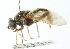  ( - CNC DIPTERA 102904)  @14 [ ] CreativeCommons - Attribution (2011) CNC/CBG Photography Group Centre for Biodiversity Genomics