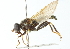  (Xylota triangularis - CNC DIPTERA 102905)  @14 [ ] CreativeCommons - Attribution (2011) CNC/CBG Photography Group Centre for Biodiversity Genomics