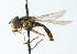  (Allograpta hypoxantha - CNC DIPTERA 102907)  @12 [ ] CreativeCommons - Attribution (2011) CNC/CBG Photography Group Centre for Biodiversity Genomics