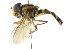  (Allograpta javana - CNC DIPTERA 102913)  @13 [ ] CreativeCommons - Attribution (2011) CNC/CBG Photography Group Centre for Biodiversity Genomics