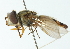  (Allograpta macquarti - CNC DIPTERA 102915)  @11 [ ] CreativeCommons - Attribution (2011) CNC/CBG Photography Group Centre for Biodiversity Genomics