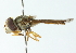  ( - CNC DIPTERA 102917)  @11 [ ] CreativeCommons - Attribution (2011) CNC/CBG Photography Group Centre for Biodiversity Genomics