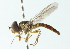  ( - CNC DIPTERA 11697)  @11 [ ] CreativeCommons - Attribution (2011) CNC/CBG Photography Group Centre for Biodiversity Genomics