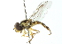  ( - CNC DIPTERA 11699)  @11 [ ] CreativeCommons - Attribution (2011) CNC/CBG Photography Group Centre for Biodiversity Genomics