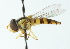  ( - CNC DIPTERA 102919)  @13 [ ] CreativeCommons - Attribution (2011) CNC/CBG Photography Group Centre for Biodiversity Genomics