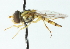  ( - CNC DIPTERA 102921)  @13 [ ] CreativeCommons - Attribution (2011) CNC/CBG Photography Group Centre for Biodiversity Genomics
