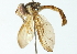  ( - CNC DIPTERA 102924)  @11 [ ] CreativeCommons - Attribution (2011) CNC/CBG Photography Group Centre for Biodiversity Genomics