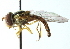  ( - CNC DIPTERA 11735)  @13 [ ] CreativeCommons - Attribution (2011) CNC/CBG Photography Group Centre for Biodiversity Genomics